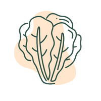 a head of lettuce indicating surplus food